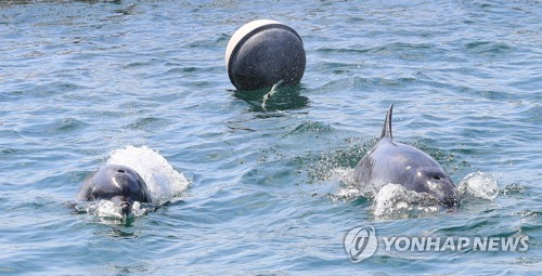 남방큰돌고래 금등·대포가 이겨내야 할 다섯가지 난관
