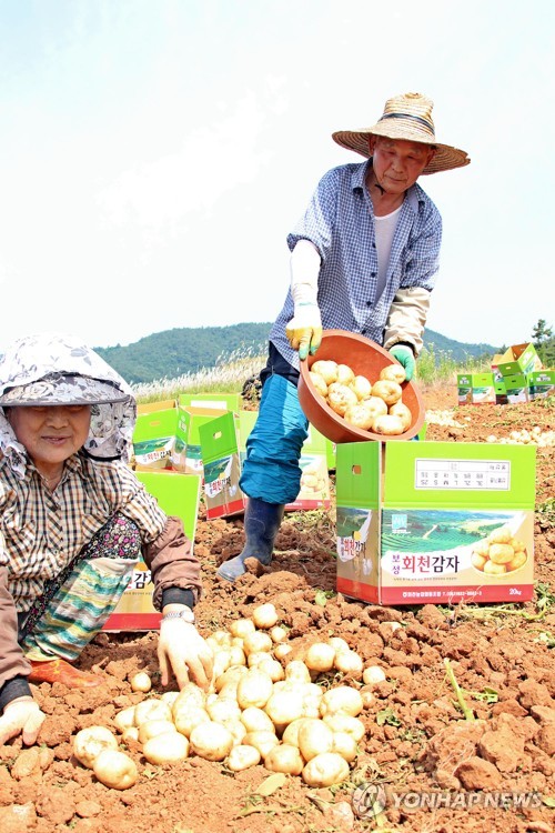 [카메라뉴스] 보기만 해도 침이 꿀꺽 보성 하지감자 수확