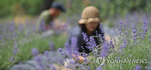 보랏빛 향기