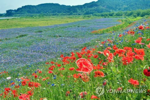 만개한 꽃양귀비와 수레국화