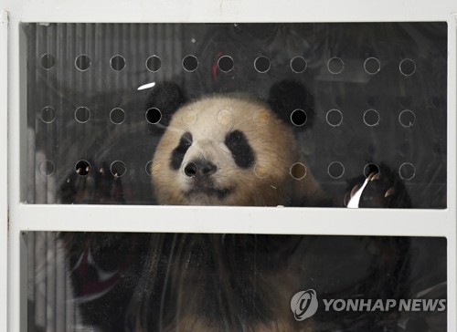 중국 외교사절 판다 곰 두 마리 독일 입성