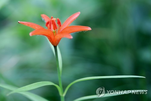 함백산의 하늘나리