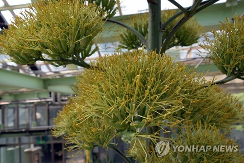 강원도립화목원에 세기의 꽃 용설란