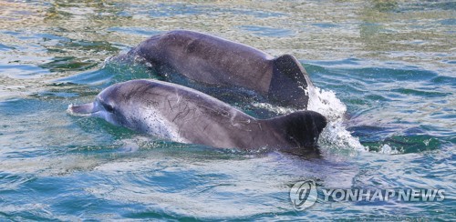 제돌이와 만나렴…돌고래 금등이·대포 18일 제주 바다로