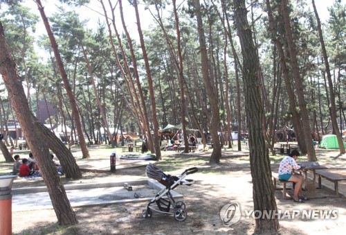 몽산포 해변 소나무 숲 캠핑객