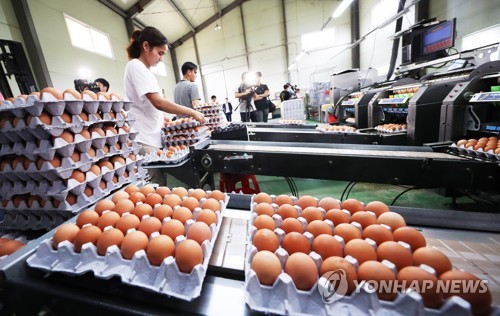 살충제 검사결과 적합 계란 출하