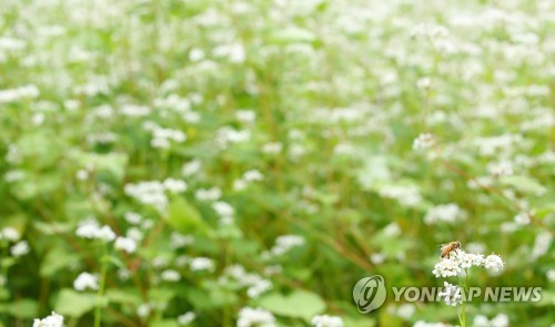 메밀꽃 필 무렵