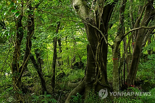 제주의 허파 곶자왈 어떻게 활용할까…8일 심포지엄