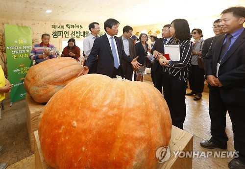 [하동소식] 내달 경남 슈퍼호박경진대회 개최