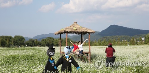 한 폭의 수채화 같은 메밀밭