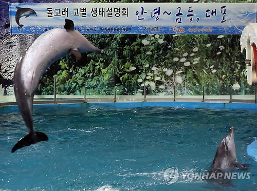 방류된 돌고래 금등·대포 5개월째 실종…살았니 죽었니