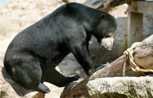 동남아 희귀동물들 잇단 수난…로드킬·독살·먹거리 신세
