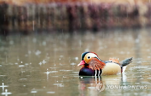 겨울비에 젖은 원앙