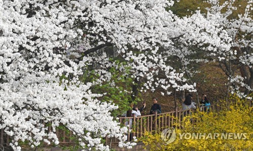 벚꽃 활짝 핀 강릉 도심 속 공원
