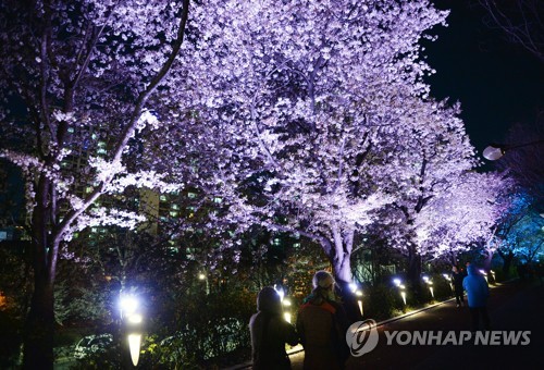 밤에 즐기는 낭만 벚꽃길