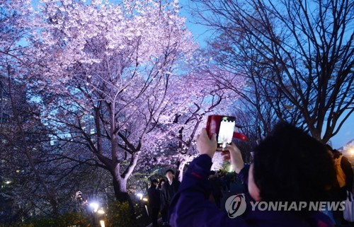밤에 즐기는 낭만 벚꽃길