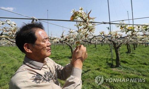 냉해로 농사 망친 배 과수원