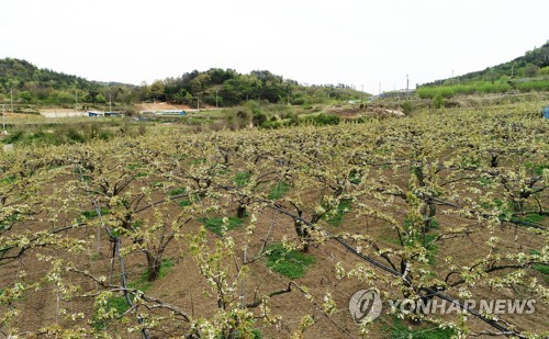 냉해 피해 입은 배 과수원