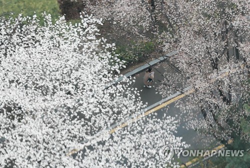 흐드러진 꽃에 얹은 음악…서울 남산서 꽃비놀이 행사