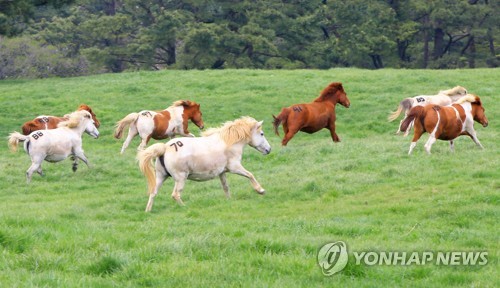 푸른 초원 달리는 제주마