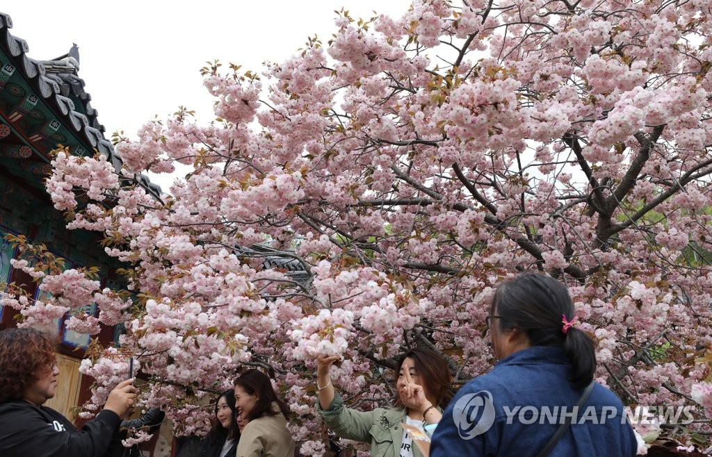 개심사 겹벚꽃 만개