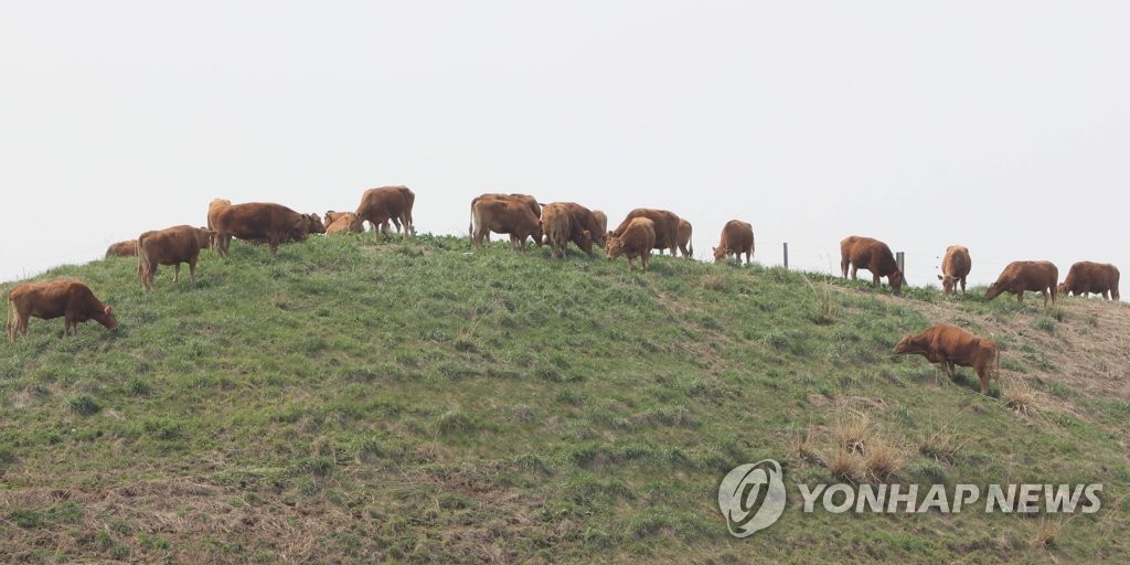 구제역 하향조정에 초지로 나온 한우