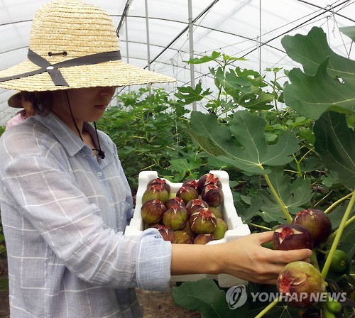 영암 무화과 양갱 등 가공품 중국 진출 발판 마련