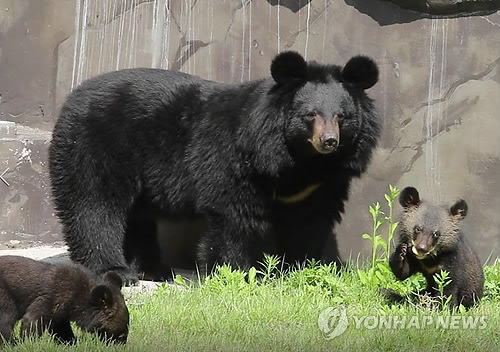반달가슴곰 기름 무단 판매한 곰사육조합 이사장…벌금형 확정