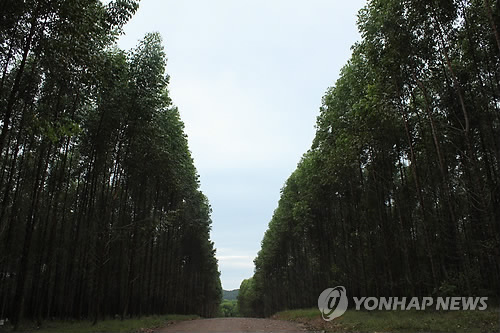산림청, 해외 조림·임산물가공시설 융자 지원