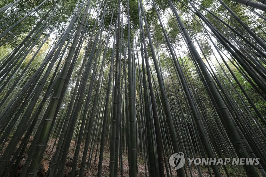 담양 대나무숲