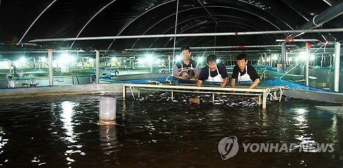 민물장어 유통시장 혁명…위판장 거래 의무화 전격 시행