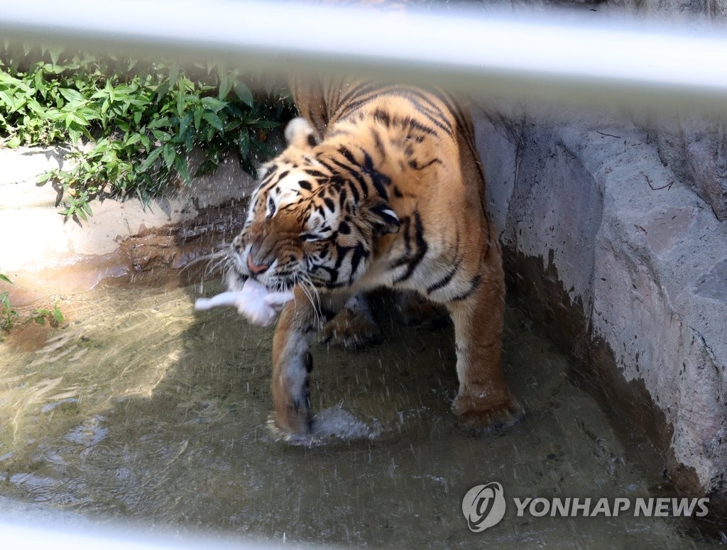물에서 먹이 먹는 호랑이