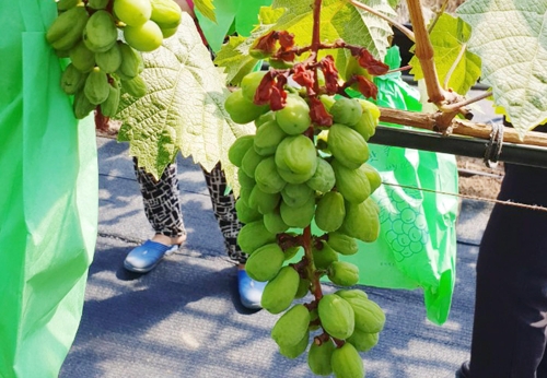 과수도 말라 죽게 하는 폭염…멀쩡하던 포도송이 시들시들