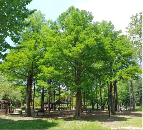 국립산림과학원 입체 숲 조성해야 폭염·미세먼지 잡는다