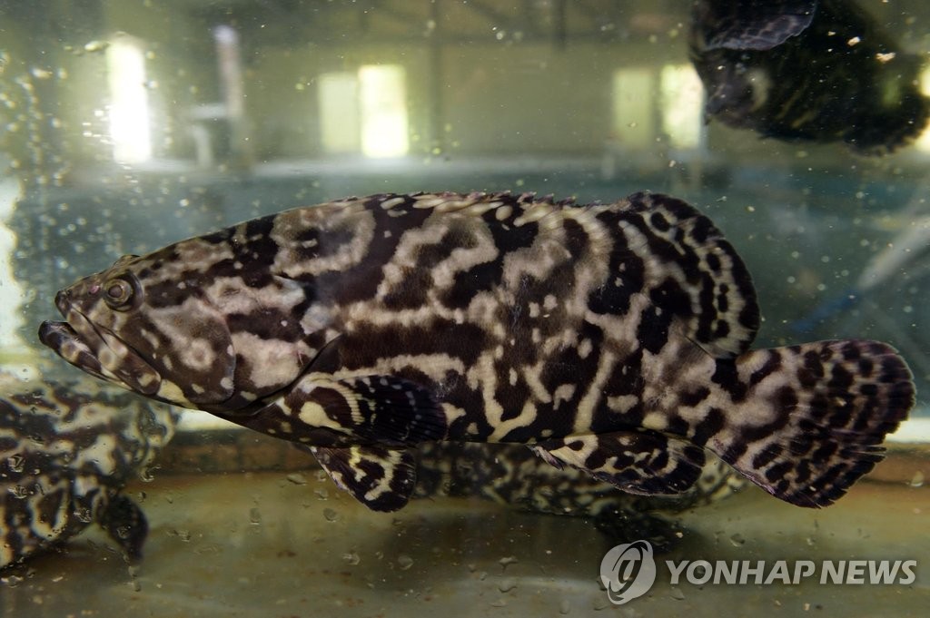 고수온에 강하고 성장 빠른 물고기 대왕범바리 국내 첫 출하