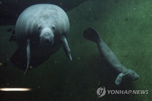 코끼리에게서 암 정복 길을 찾다…좀비유전자 규명