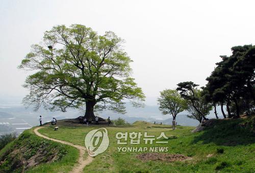 사랑나무 있는 부여 가림성 정상부 발굴 착수(종합)