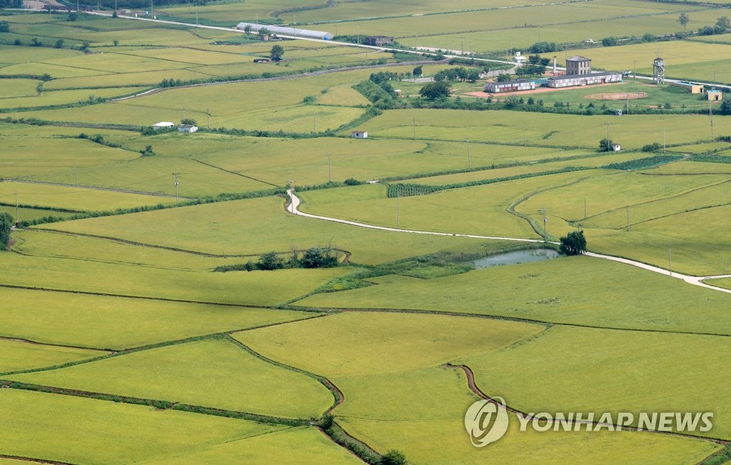 수확철 기다리는 철원평야