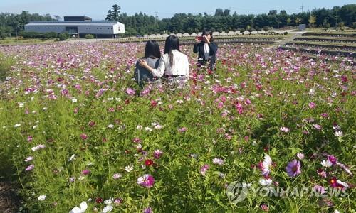 [카메라뉴스] 코스모스 활짝 핀 동해시 공설묘지 하늘정원