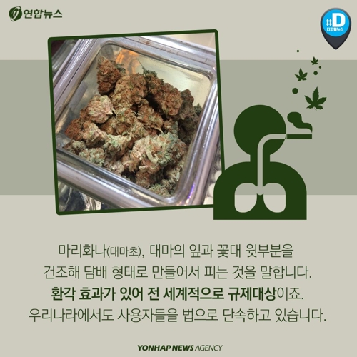 [카드뉴스] 마리화나 합법화, 어떻게 생각하시나요?