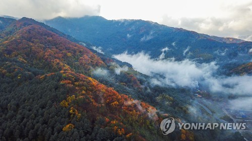[길따라 멋따라] 단풍, 잣 향기에 빠진 축령산의 가을…피톤치드 트래킹