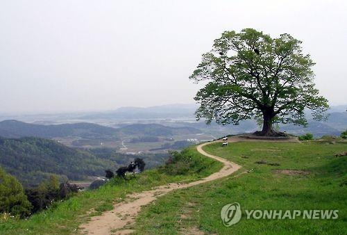 부여 임천 성흥산 사랑나무 주변에 드라마길 조성