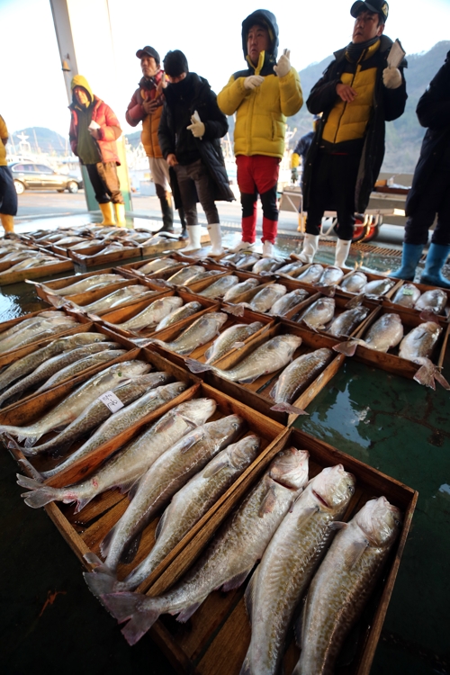 겨울 대표 생선 대구가 돌아왔다…진해만 조업 한창