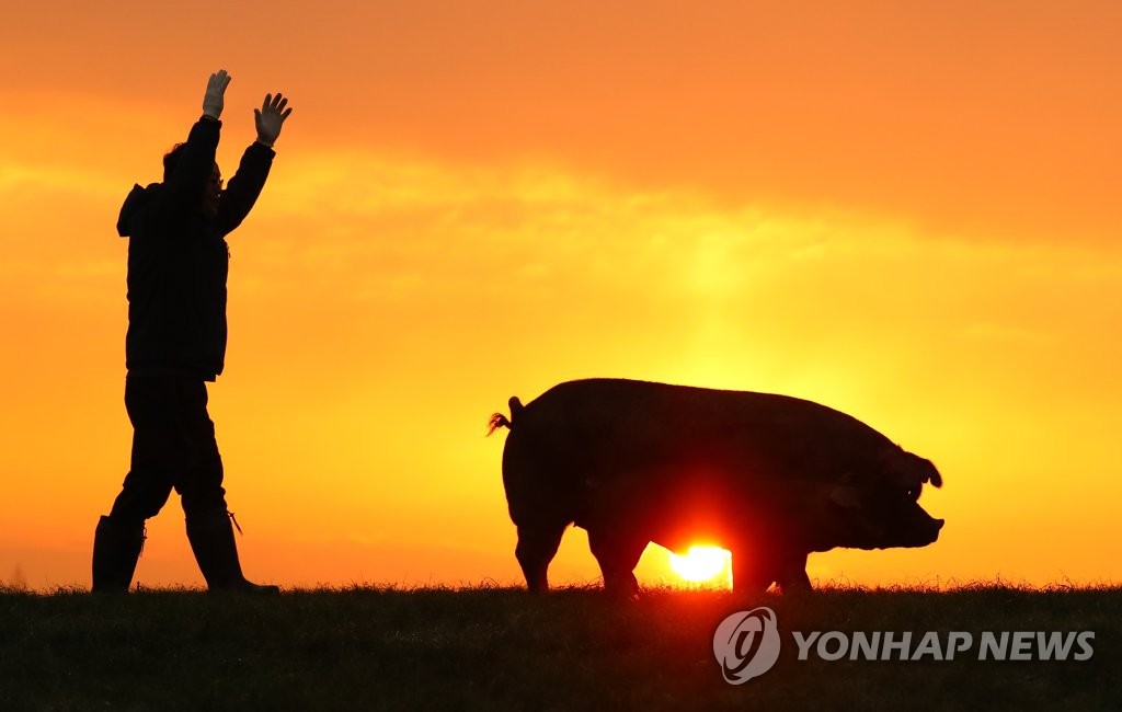 눈부시게 밝아온 2019년 황금돼지의 해