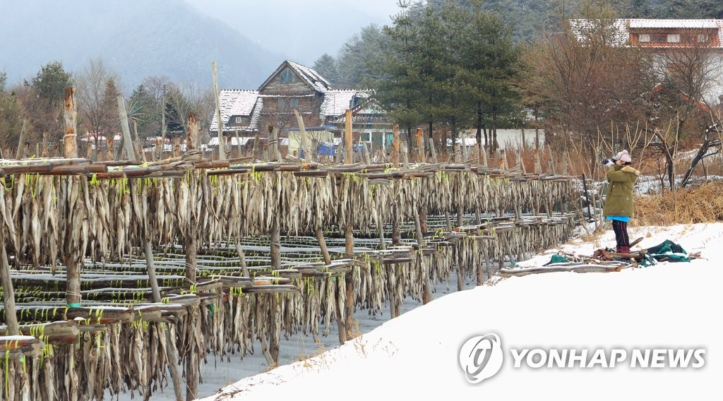 눈 덮인 인제 황태 덕장