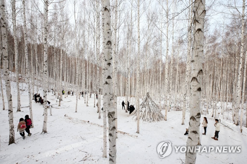 순백의 자작나무숲