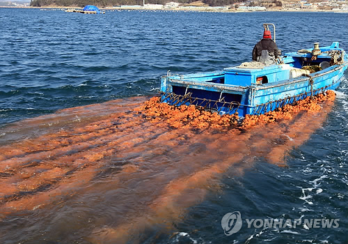 [알쏭달쏭 바다세상] ① 바다의 파인애플이라 불리는 이것은?