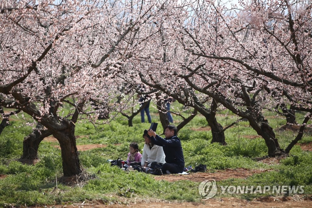 보해매실농원 매화축제