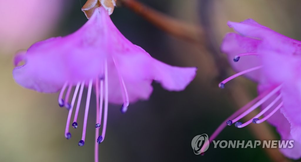 봄노래하는 진달래꽃