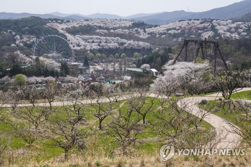 매화테마정원 에버랜드 매화하늘길 29일 오픈